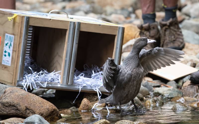 'A real win for biodiversity' - Endangered whio set free | RNZ