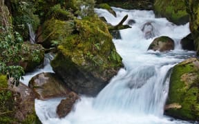 Marian Creek in the Fiordland National Park.