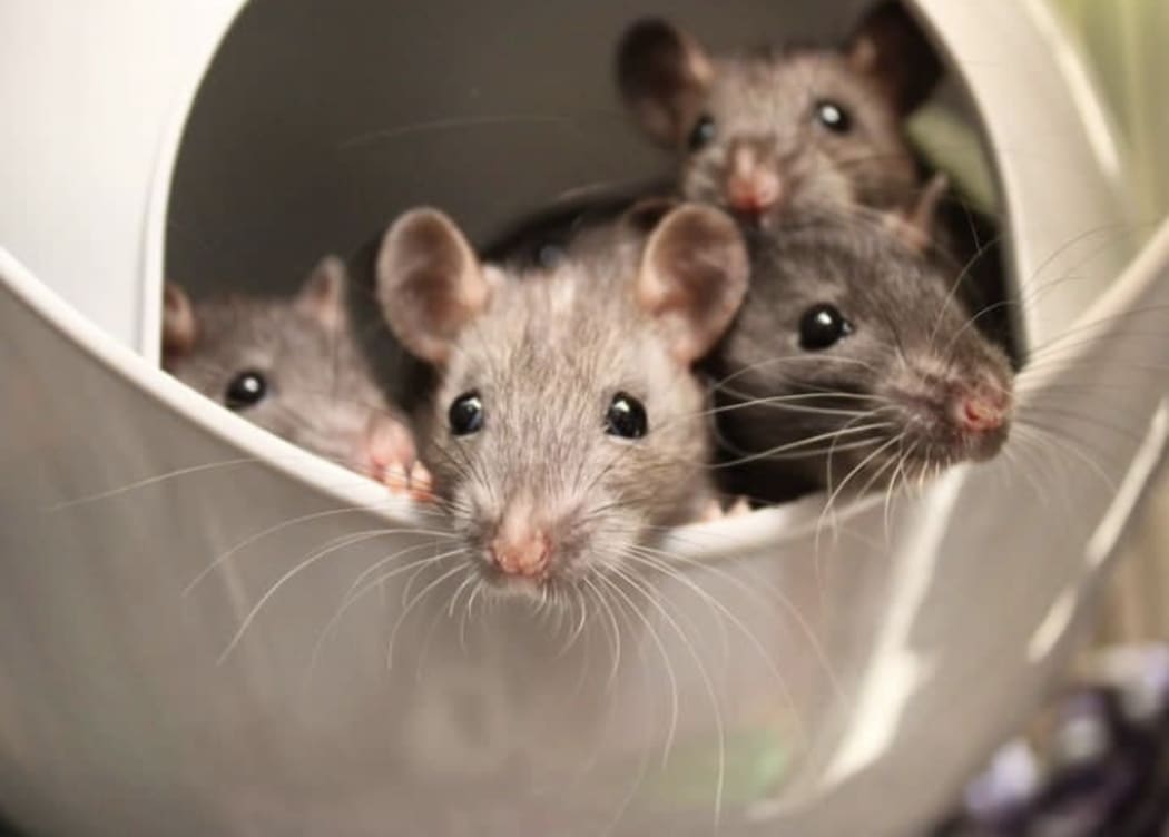Keeping Pet Rats Together - Introducing Rats