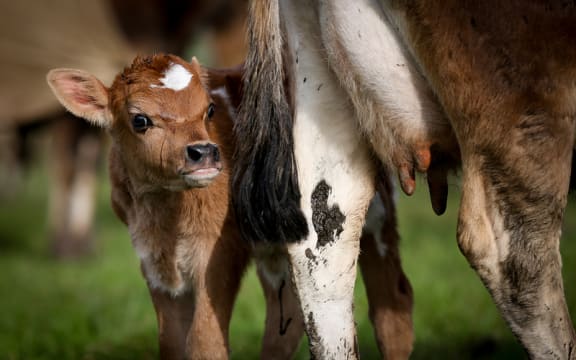 Organic Jersey cow and calf on a Rongotea farm.
