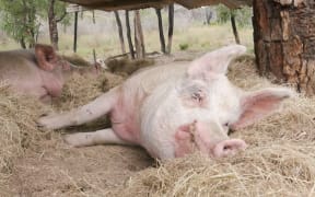 The RSPCA says some breeds of pig can grow as large as 300kg. (ABC New England North West: James Paras)