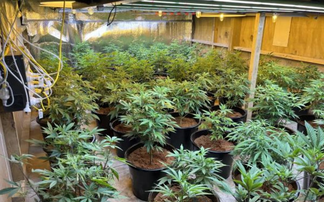 Cannabis grow house shut down by police.