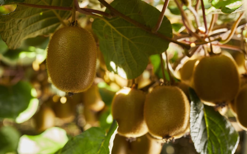 A bid by Zespri has been successful in recognising the health claims that eating green kiwifruit contributed to normal bowel function.