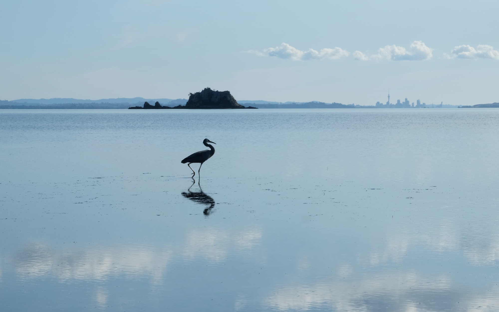 A heron at Whakanewha, Waiheke Island.