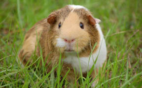 Dunedin Police are concerned that family pets are being 'stolen to order' after a recent thefts of rabbits and guinea pigs.