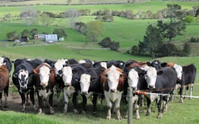 A herd of cows at the edge of the paddock all staring straight to the camera