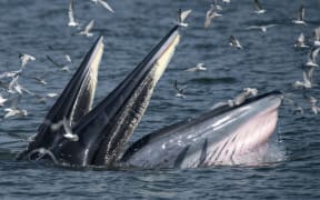 A mother Bryde's whale (front) and her calf.