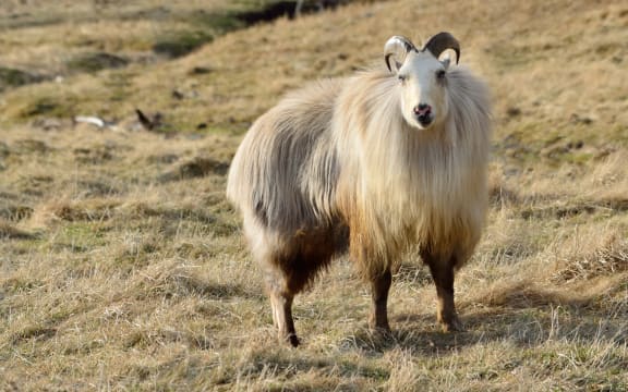 19489693 - rare white himalayan tahr bull, hemitragus jemlahicus, in the southern alps of new zealand