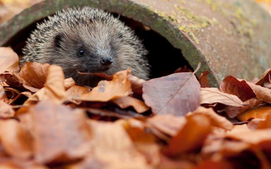 Hedgehog
