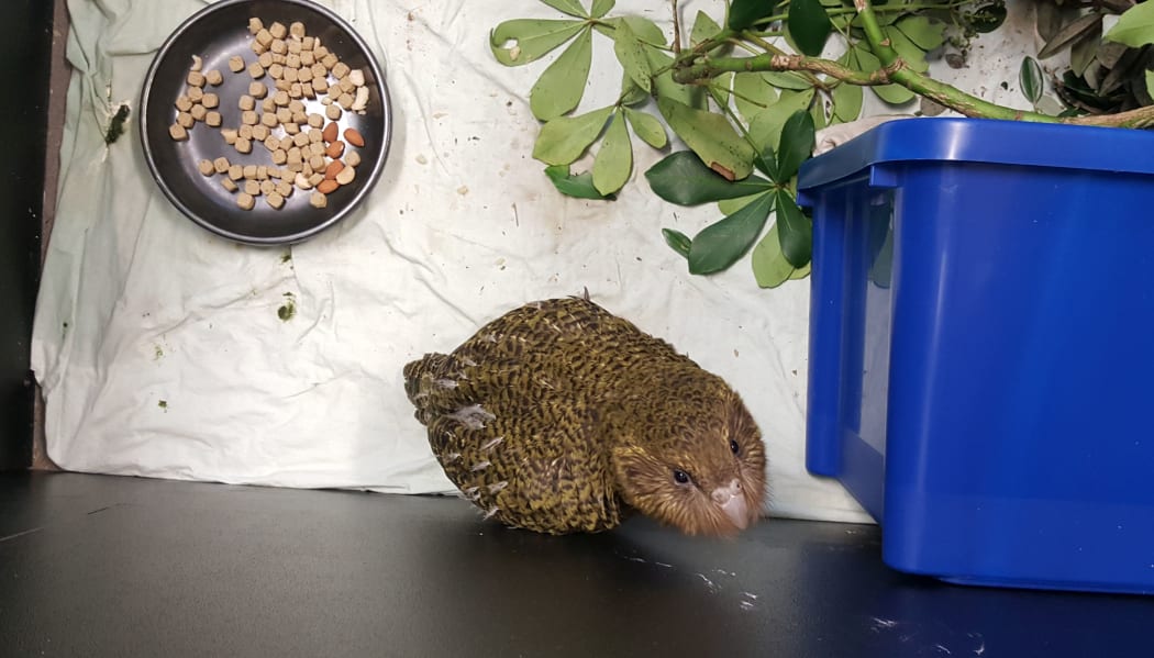 Kākāpō chick Esperance-2-B waits to be fed in her pen at Auckland Zoo.