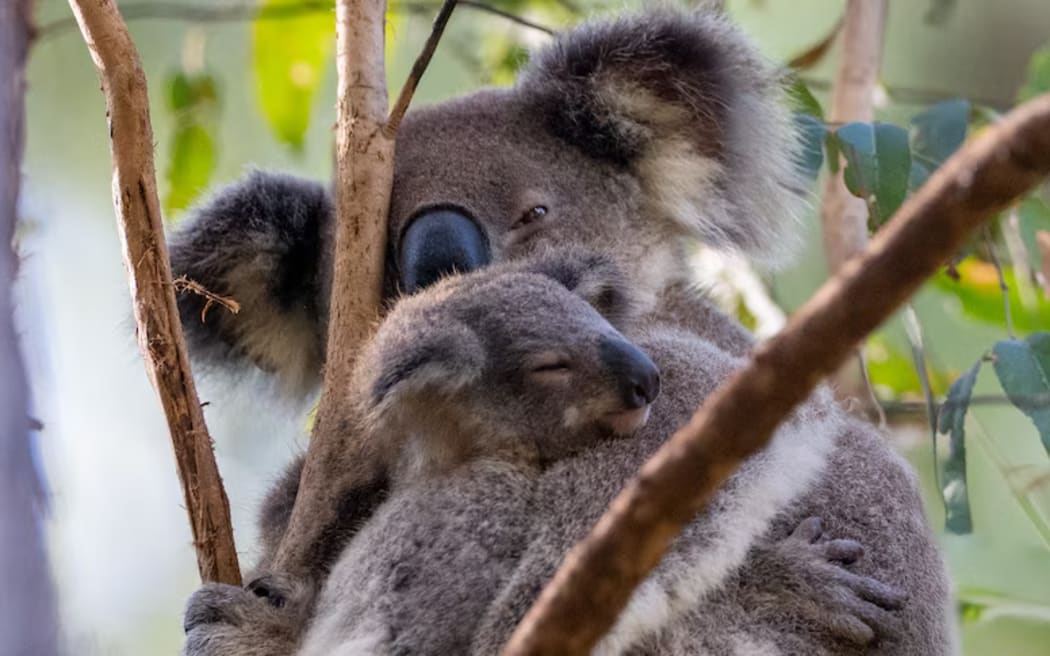 koalas
