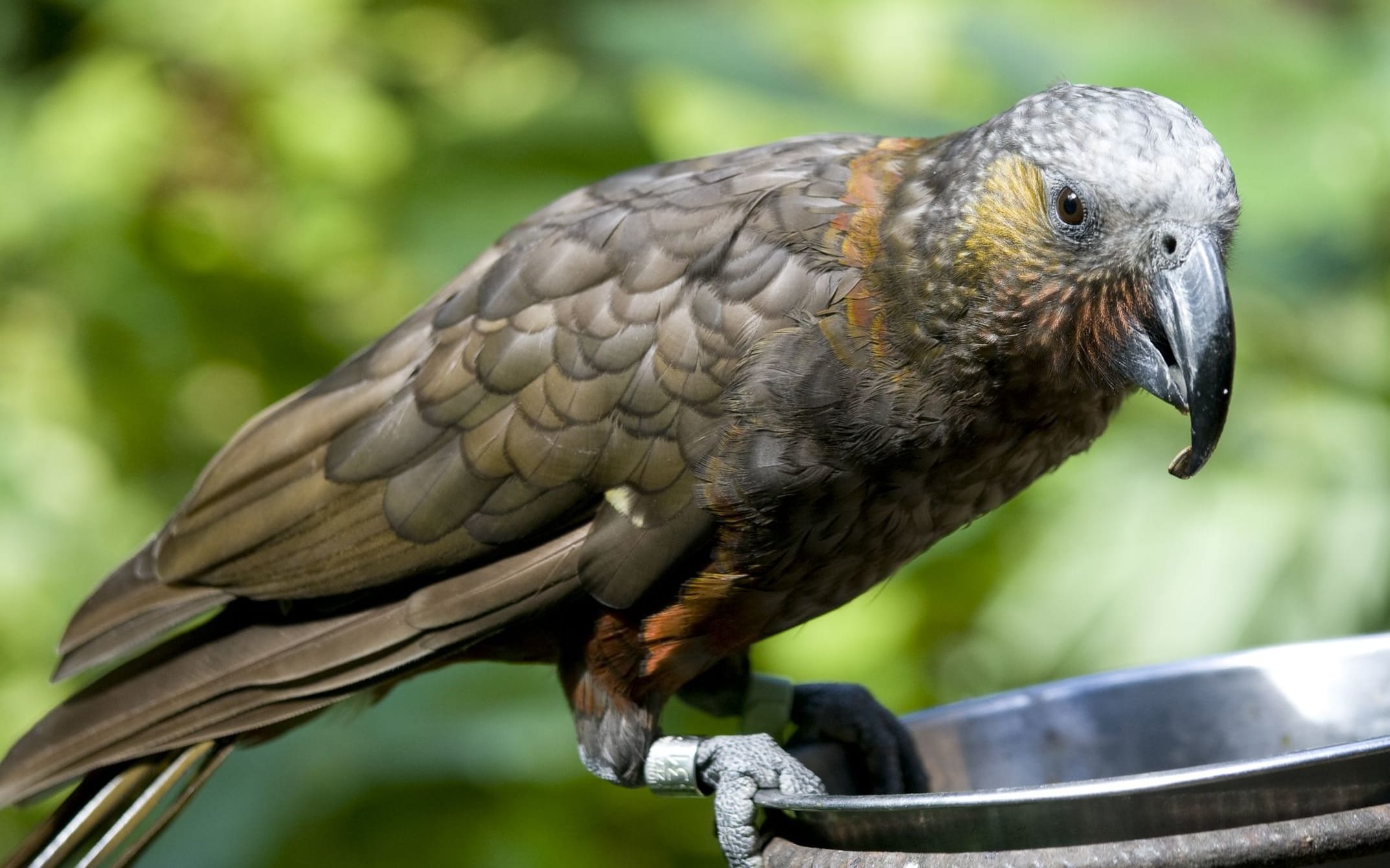The kaka, a native New Zealand parrot, is classified as nationally vulnerable (as at February 2016).