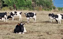 Drought on a farm in South Taranaki, March 2025.
