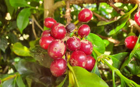 Coffee cherries