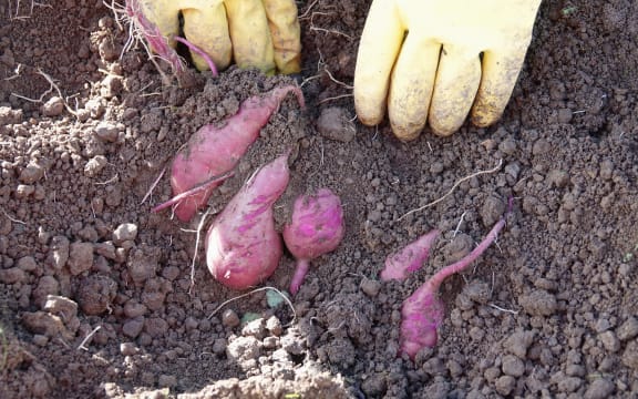 Kumara grow just below the surface of the Kaipara's clay-rich soils. Photo: RNZ / Peter de Graaf