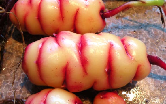 Close-up of an 'apricot' NZ yam, freshly dug up