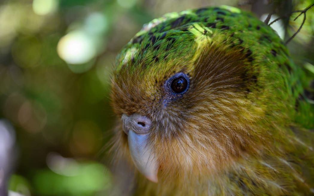 A close up side-on head shot of a kākāpō with a blurry background.