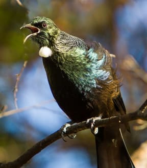 Tui are among the birds that were already resident in the forest at Orokonui, and they're thriving since the predator-proof fence was erected and introduced mammals such as rats and stoats removed.
