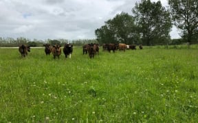 Mike Bodle found their wagyu calves trying to swim to safety.