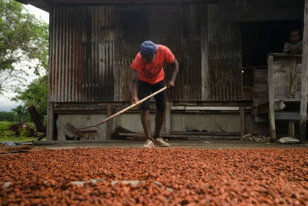 A man in a red t-shirt rakes an outdoor surface covered in cacao beans