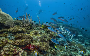 Tara Pacific expedition, November 2017. Inglis Shoal seamount, Kimbe Bay, Papua New Guinea, Marine life on a partly bleached reef crest. Fusiliers and other reef fish.
