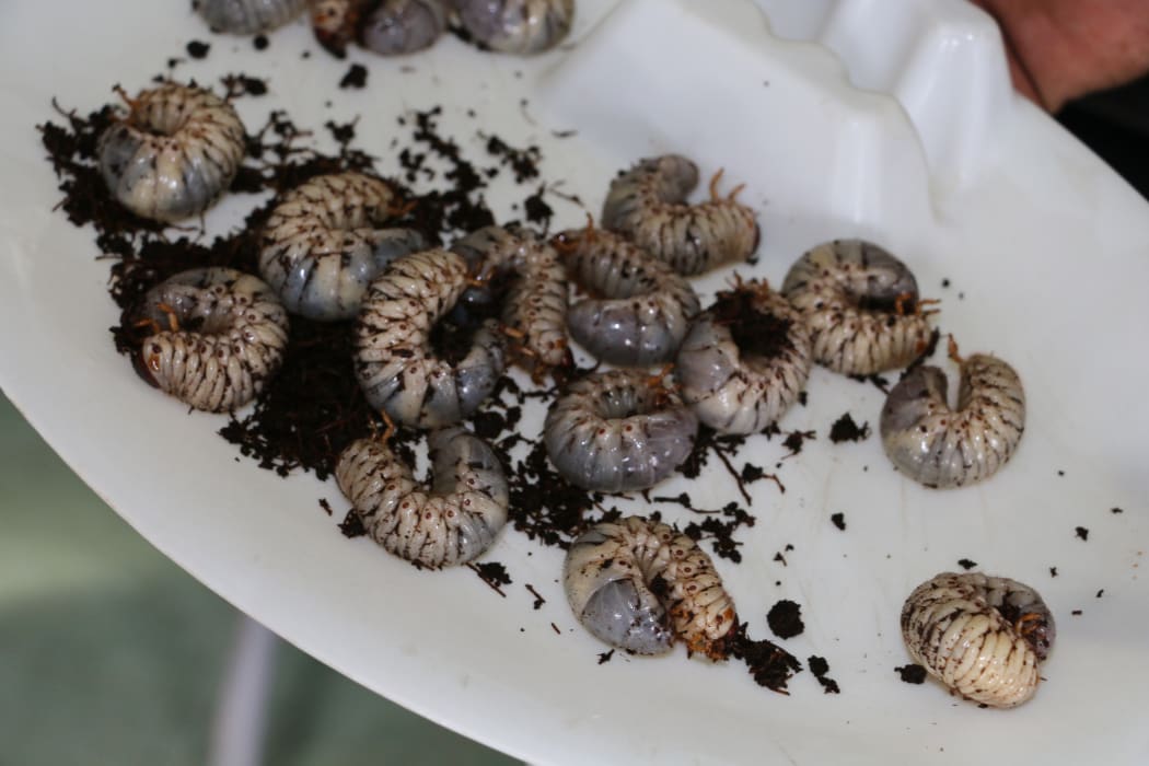 Coconut rhinoceros beetle larvae