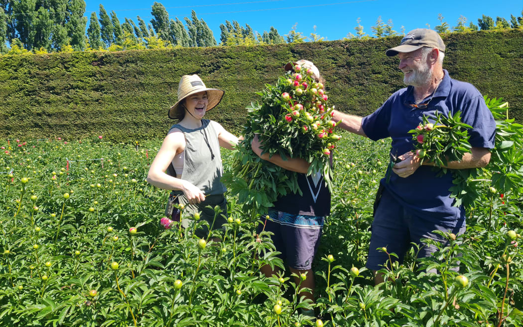 Prebbelton Peonies