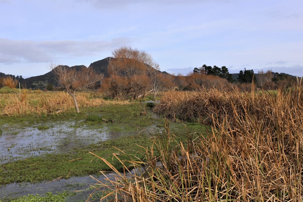 Council ecologist Abi Salmond said parts of the wetland were easy to identify, like the area pictured, but other “less obvious” areas still formed part of the shingle dune ridge system.
