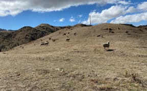 Sam Murray's drought-stricken farm near the Flaxbourne River, inland from Ward, Marlborough.