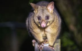 A Greater Wellington Regional Council report says the council is aware of a small number of people keeping possums at home as pets.