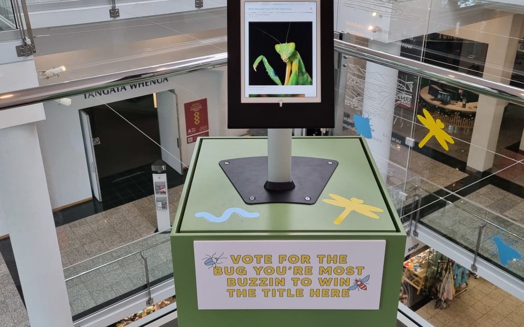 Summer of Bugs display at Otago Museum with Bug of the Year voting booth.