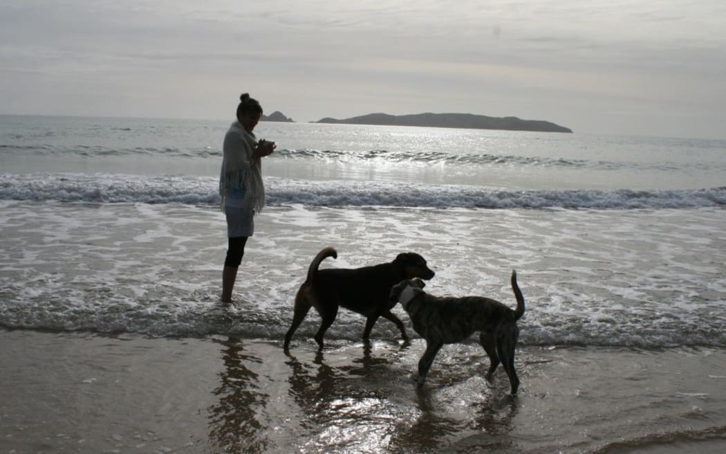 Dog on a beach, dogs on beaches