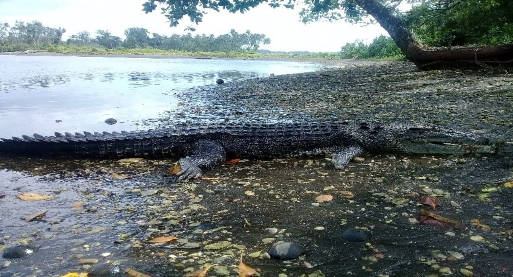A three-metre-long crocodile killed by Solomon Islands police in East Fataleka on Malaita. 2019