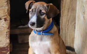 Smudge: Ready for a home.