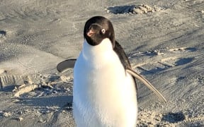 The unnamed Adélie penguin.