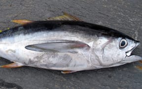 Yellow Fin tuna
