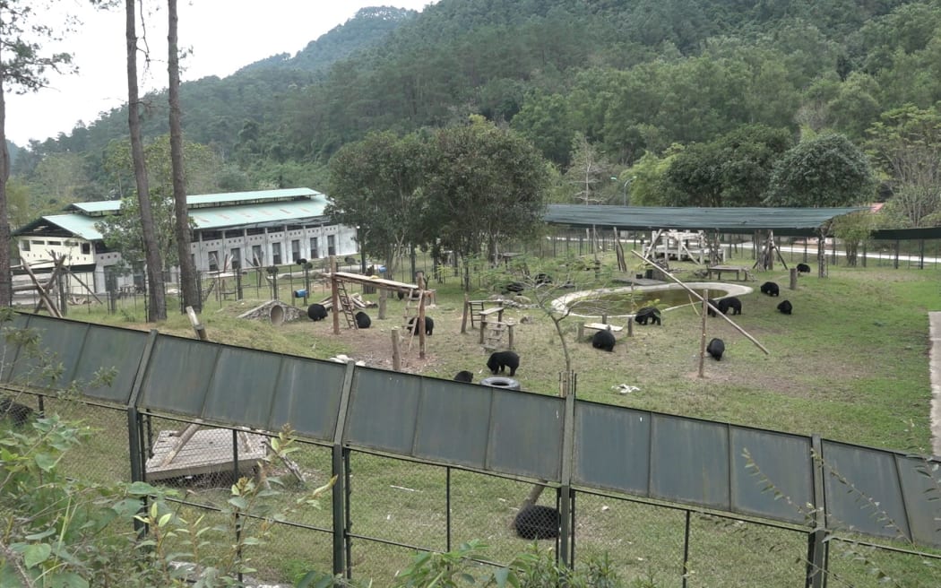 Moon bears at the sanctuary in Vietnam