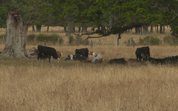 Paddocks dry from the Northland drought.
Kaikohe area