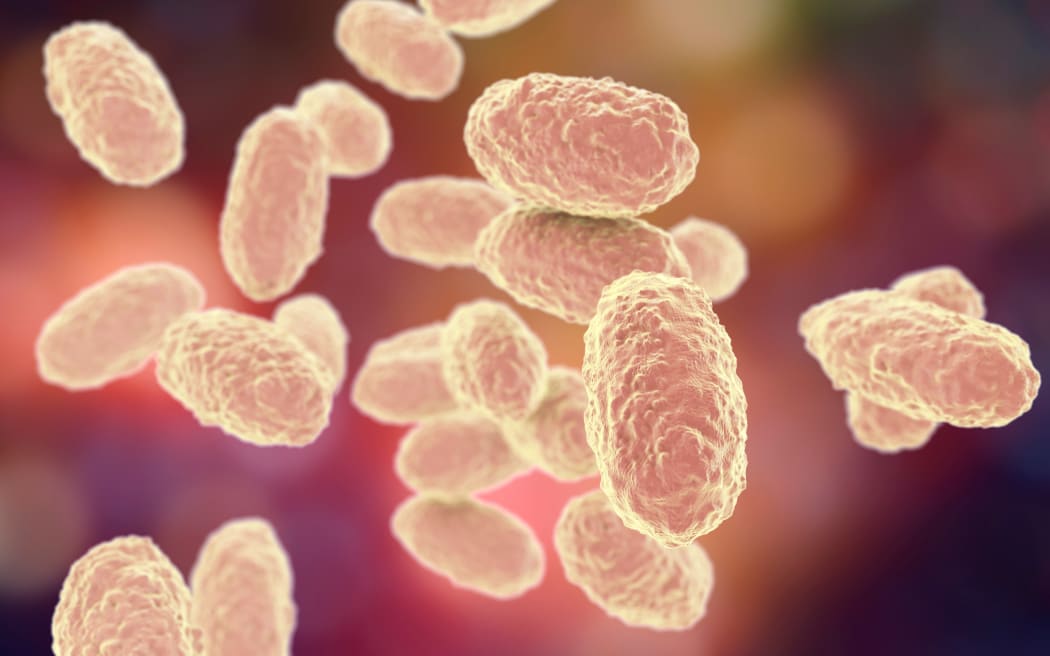 An illustration of Bordetella pertussis which is a Gram-negative, aerobic, pathogenic, encapsulated coccobacillus of the genus Bordetella, and the causative agent of pertussis or whooping cough.