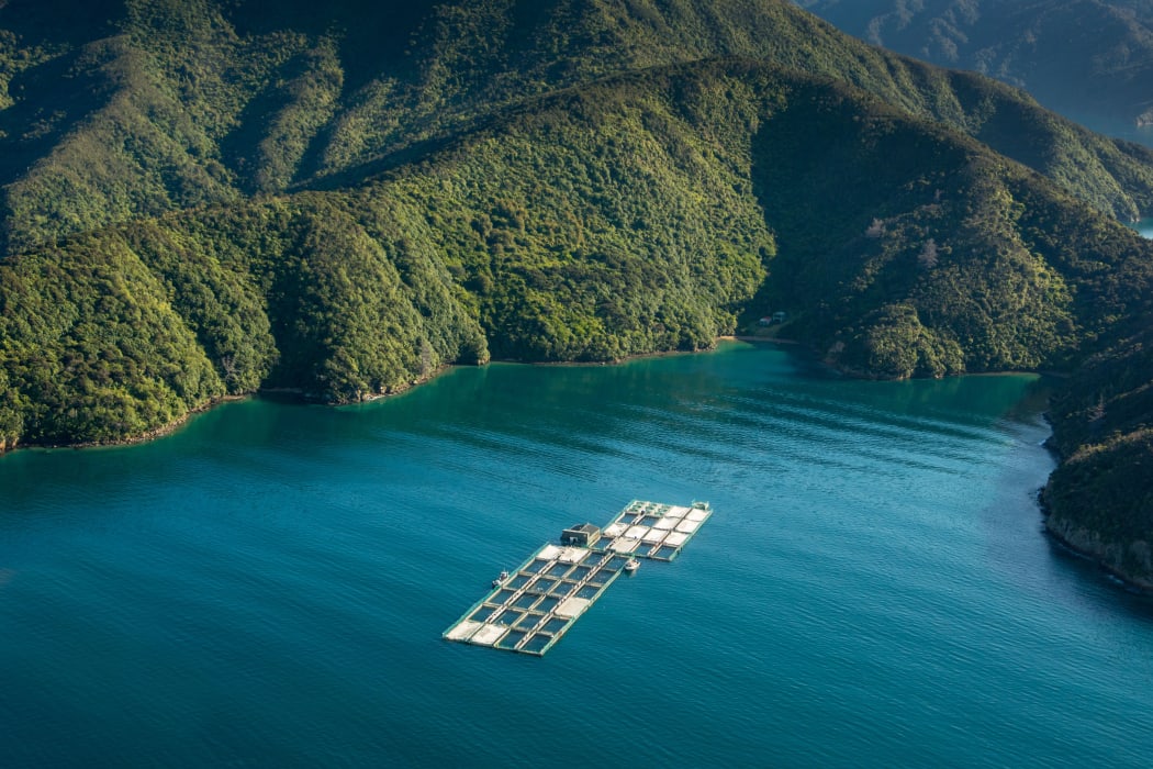 New Zealand King Salmon's Clay Point salmon farm in the Tory Channel.