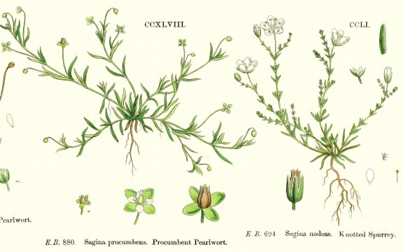 Sagina procumbens