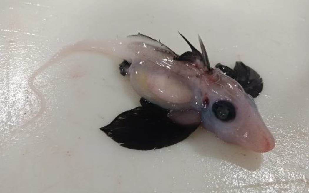 A newly hatched ghost shark found on the Chatham Rise, off the east coast of the South Island.