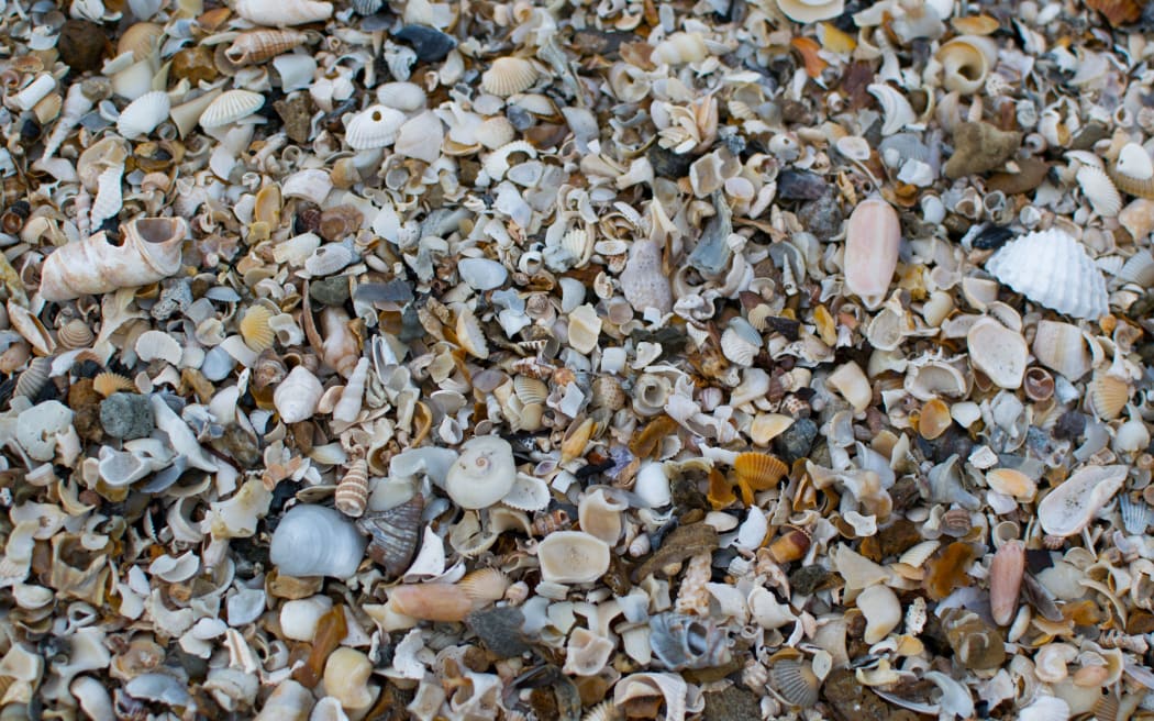 Many seashell on the floor, near the tropical beach.