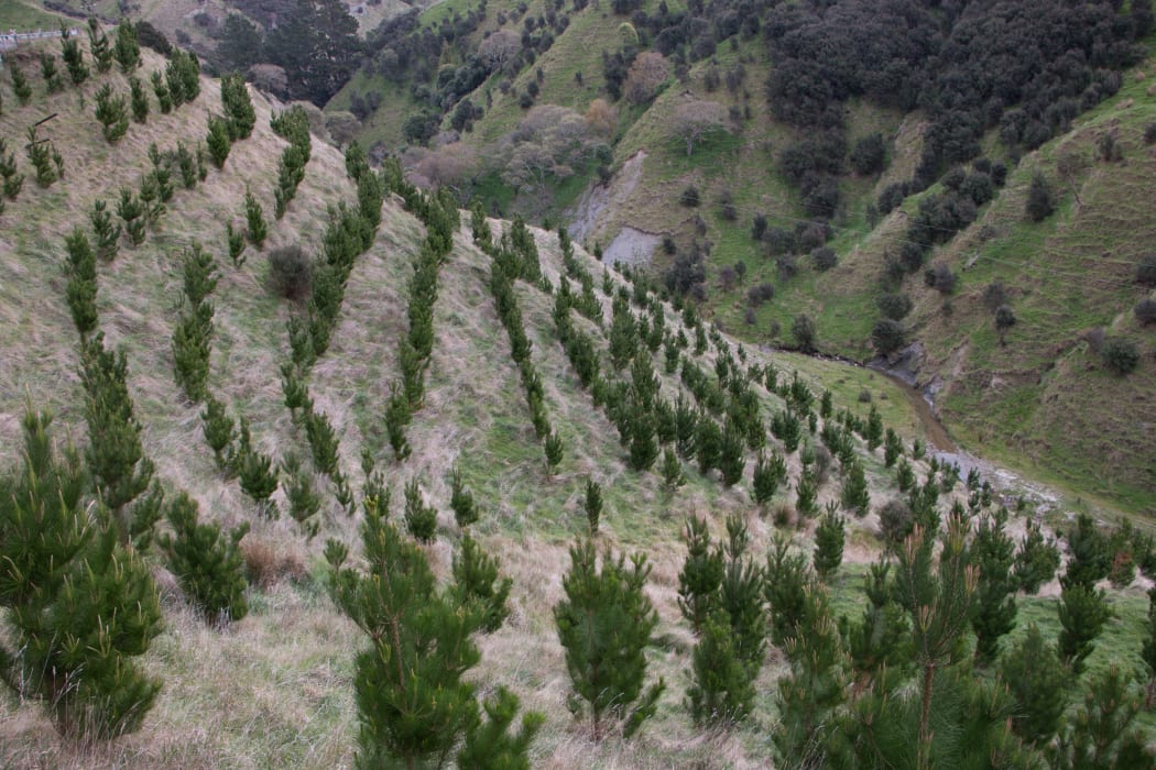 Young radiata pine trees grow on a hillside near Tiraumea, north of Masterton