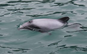 Small grey dolphin photographed from a boat