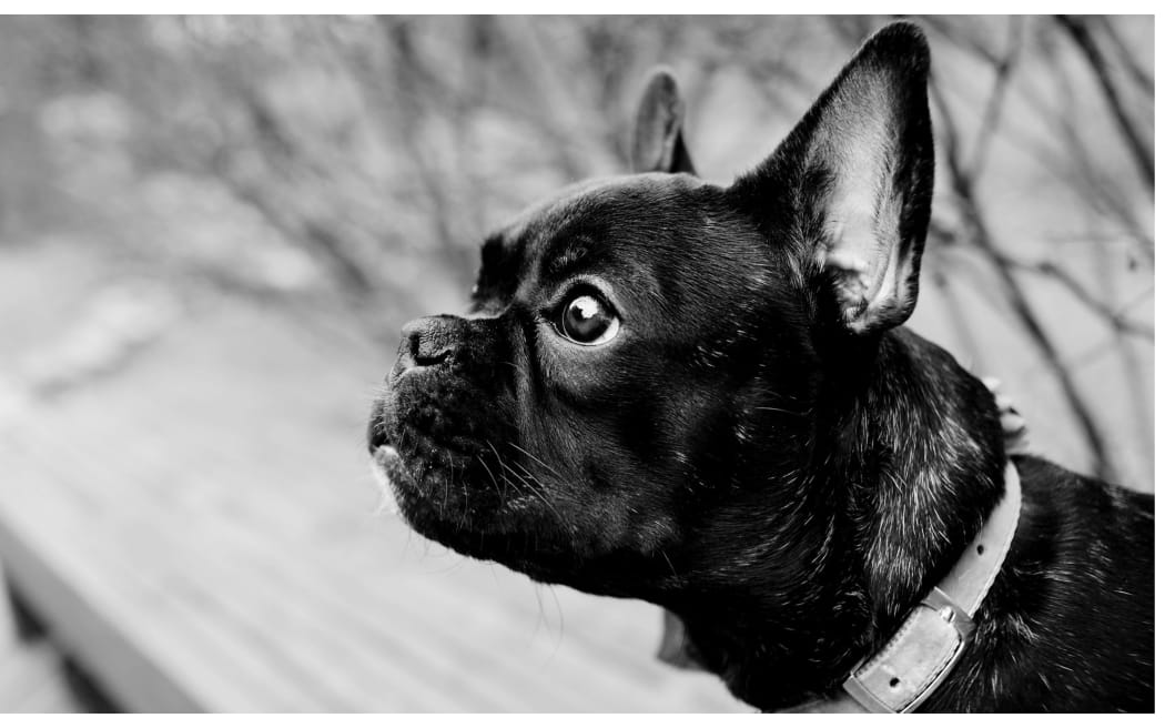 Dr Kat Littlewood discusses how much animals understand