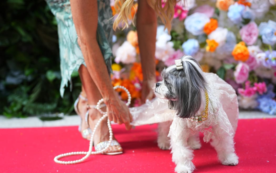 A dog attends the Pet Gala fashion show at AKC Museum of The Dog on Monday, May 20, 2024, in New York.