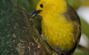 The endangered Mohua.