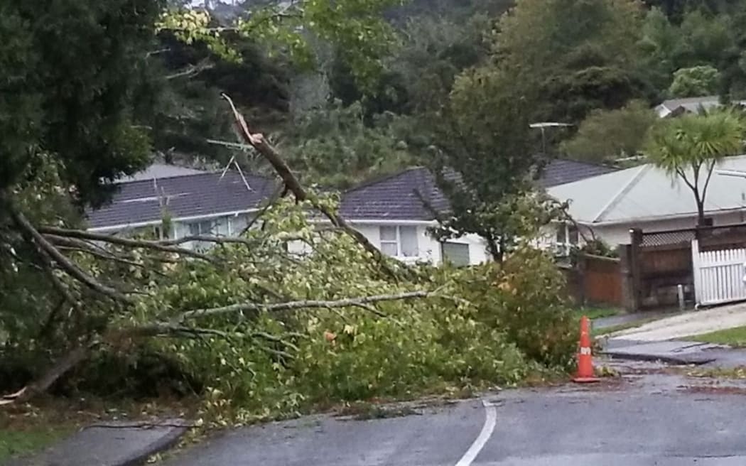 A tree downed in Titirangi by the storm overnight.