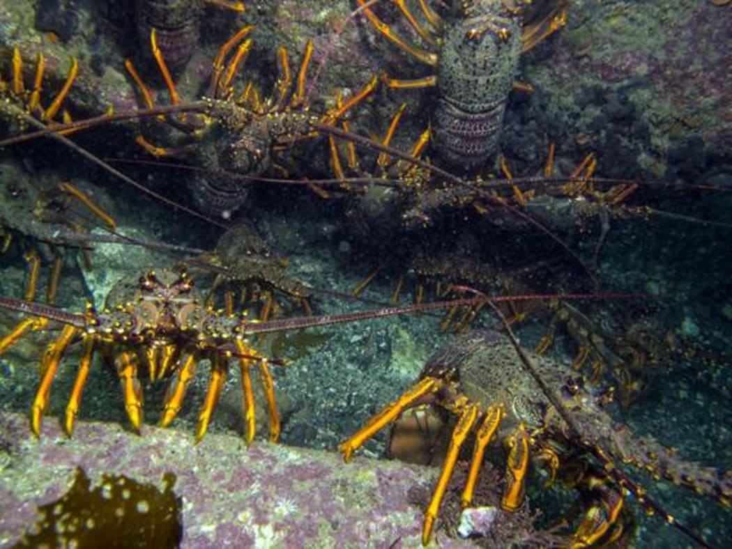 Crayfish in the marine reserve.
